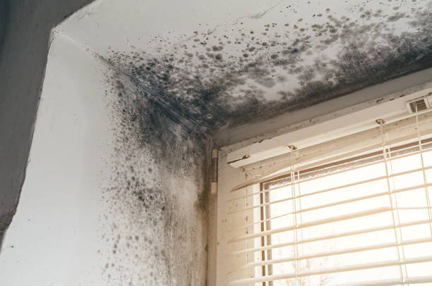Affordable Basement Mold Removal solutions in Schooleys Mountain, NJ