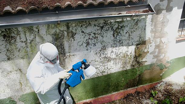 Top rated local Basement Mold Removal specialists in Schooleys Mountain, NJ